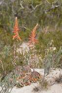 Image of Aloe brevifolia var. brevifolia