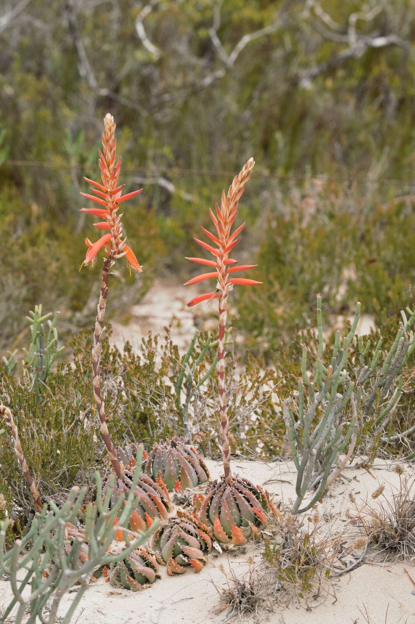 Image of Aloe brevifolia var. brevifolia