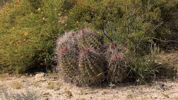 Image of <i>Hamatocactus hamatacanthus</i>