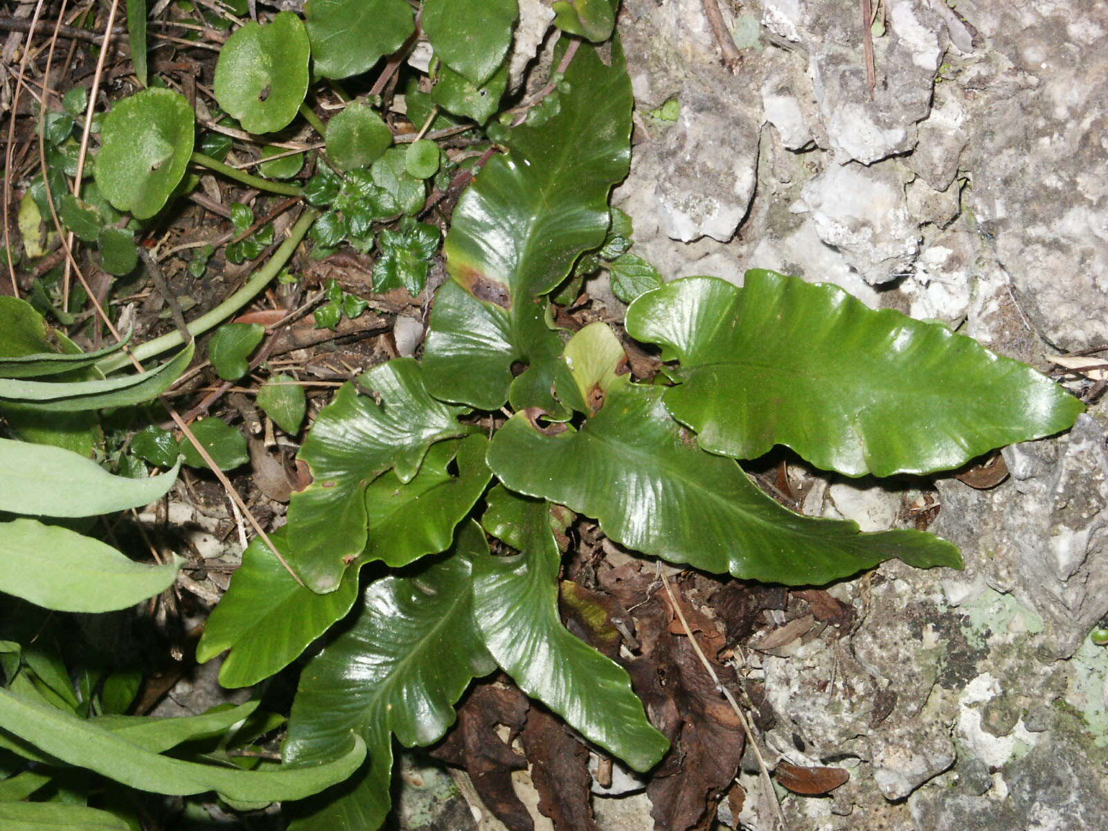 Image of Asplenium sagittatum (DC.) A. J. Bange