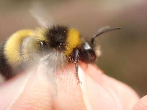 Image of Bombus magnus Vogt 1911