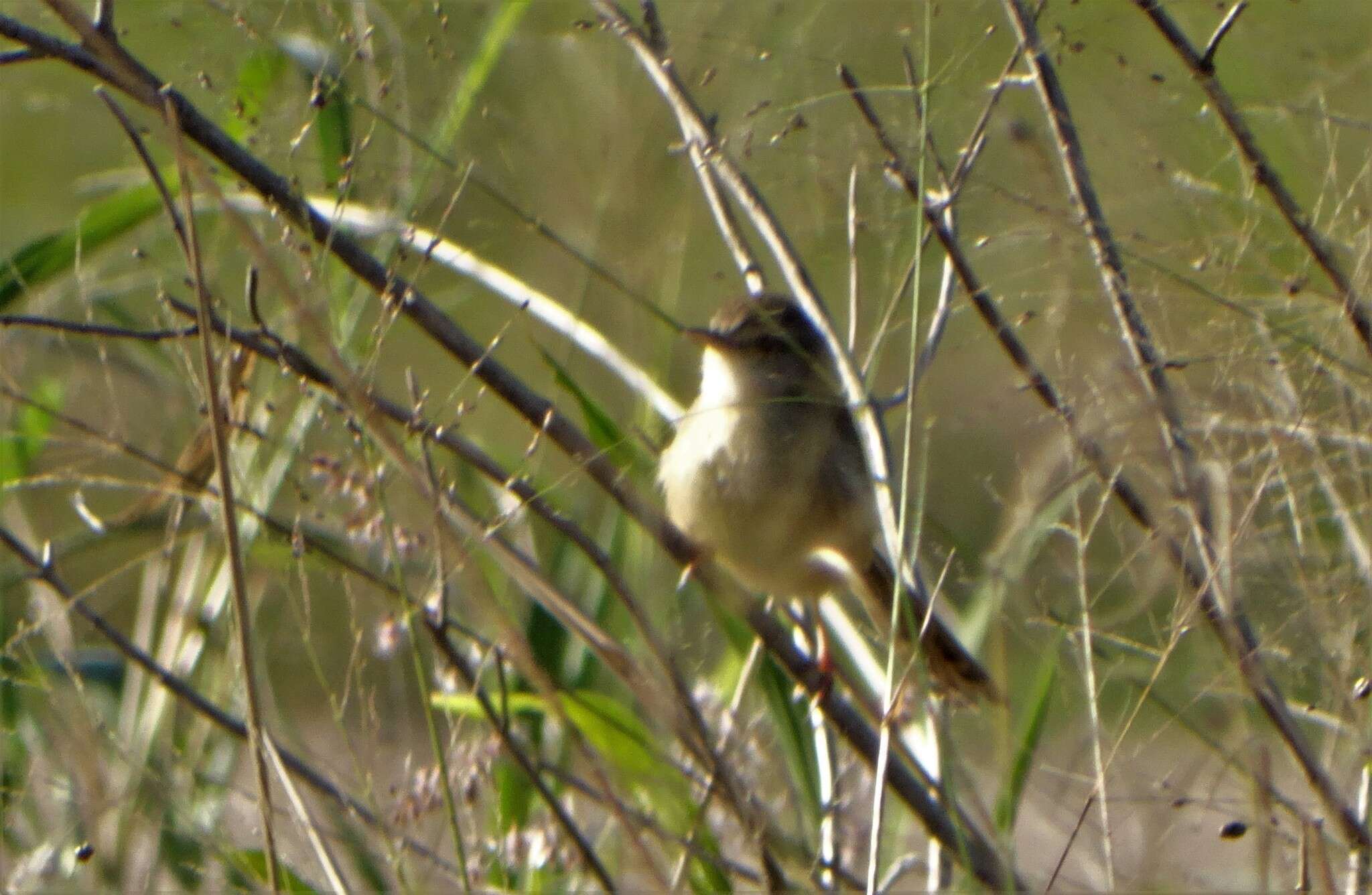 Image of Prinia subflava pondoensis Roberts 1922