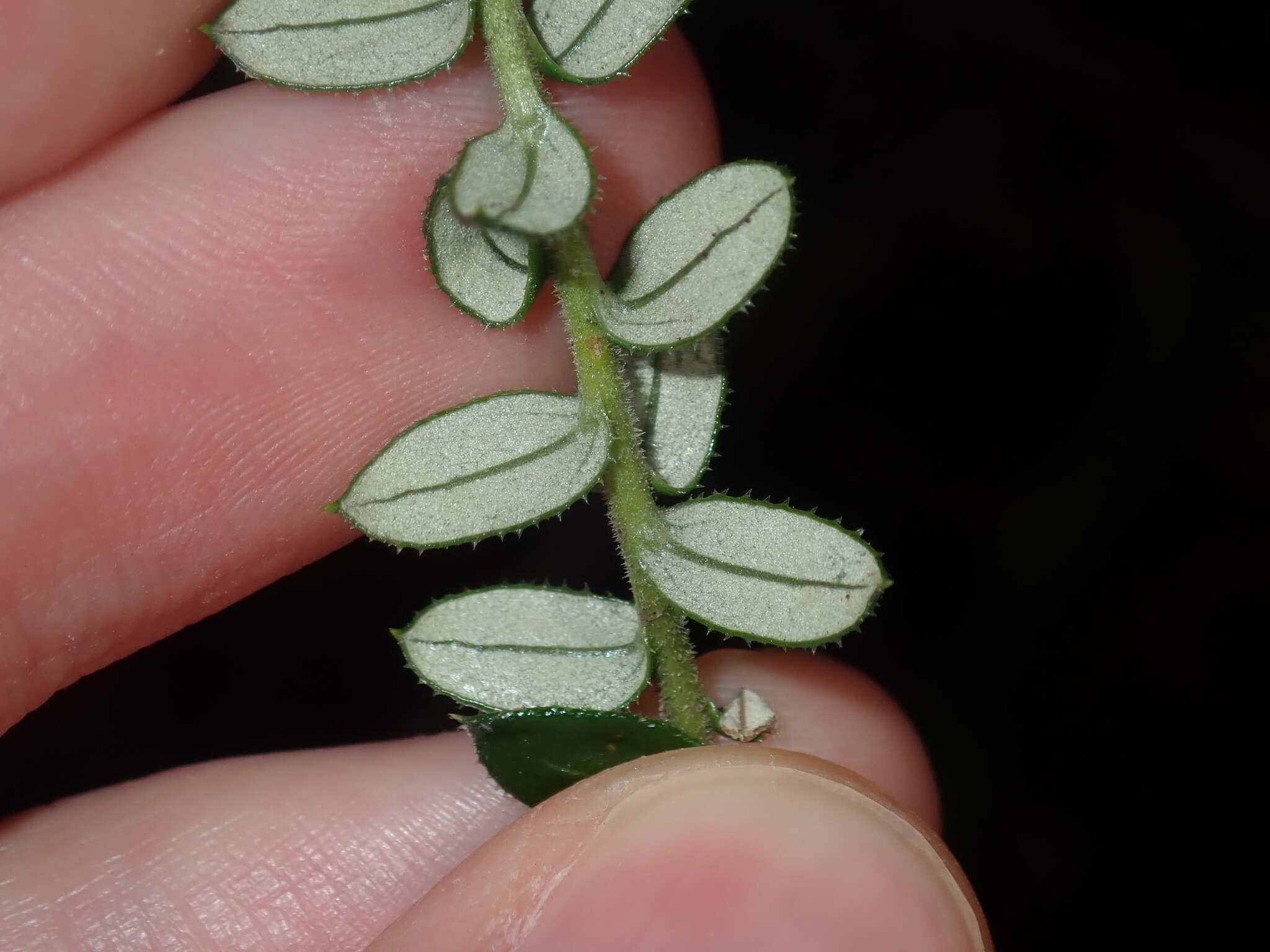 Plancia ëd Cassinia denticulata R. Br