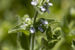 Image of Sonoma Hedge-Nettle