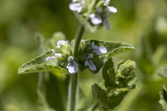 Stachys stricta Greene的圖片