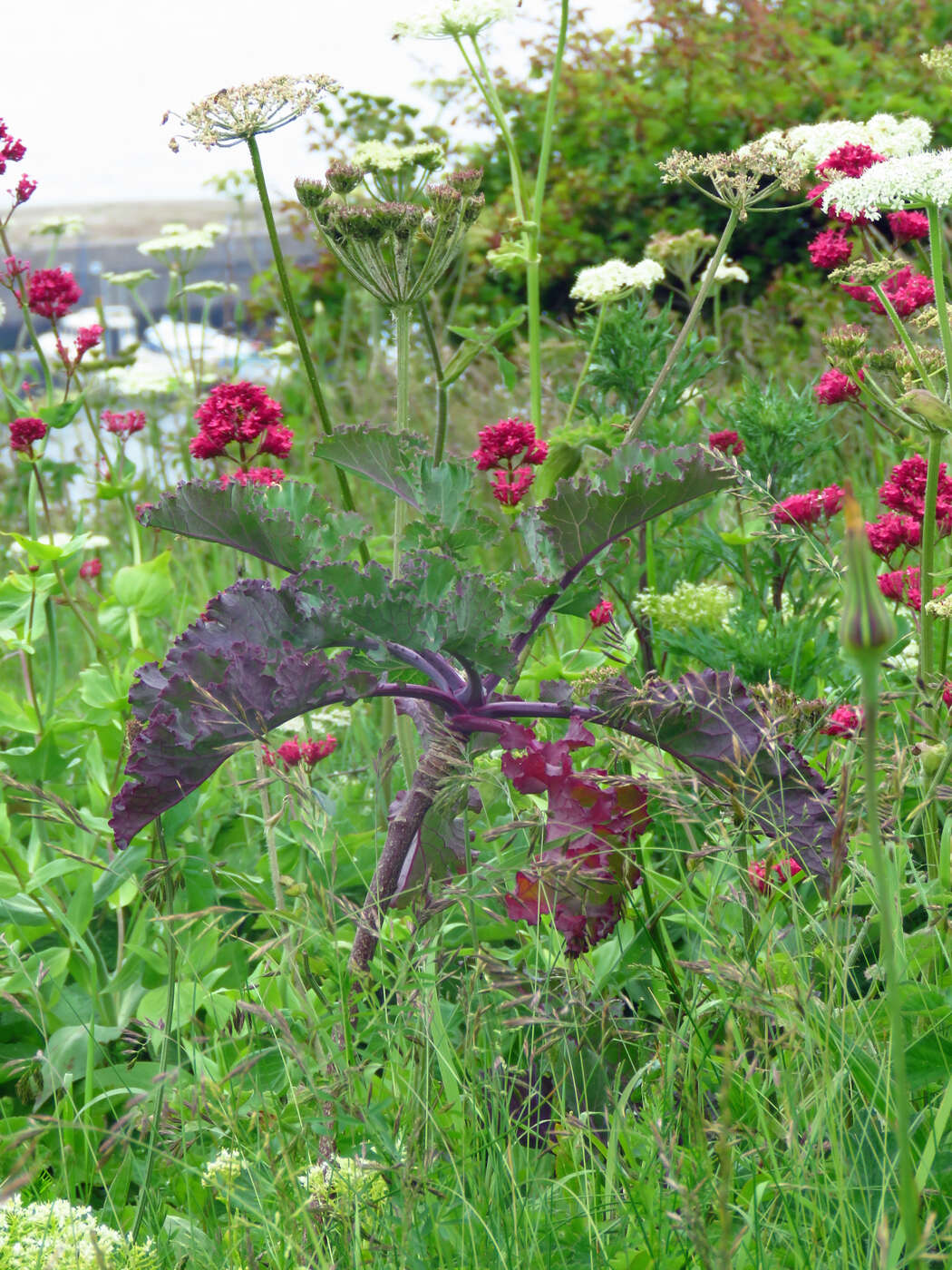 Plancia ëd Brassica oleracea var. oleracea