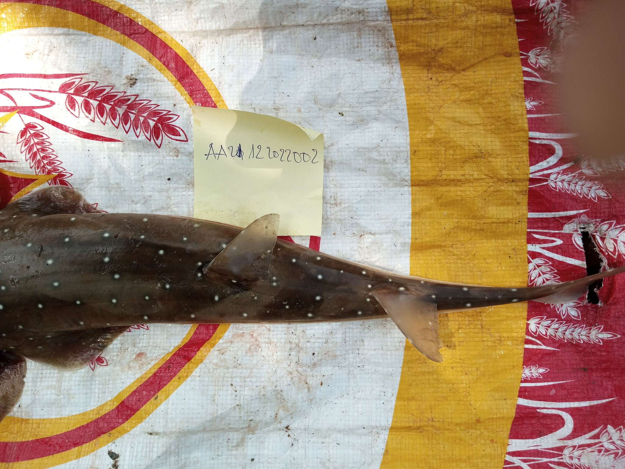 Image of White-spotted guitarfish