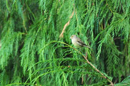 Image of Atlantic Canary