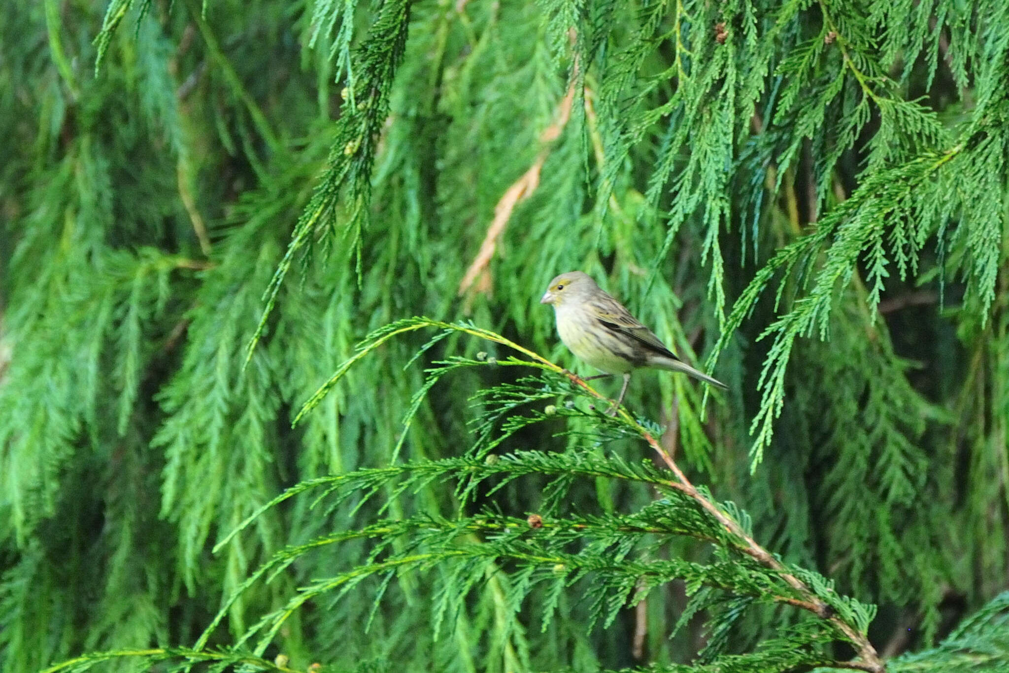 Image of Atlantic Canary