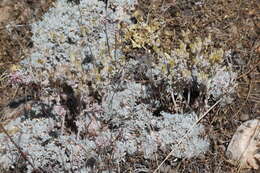 Image of San Bernardino Mountains liveforever