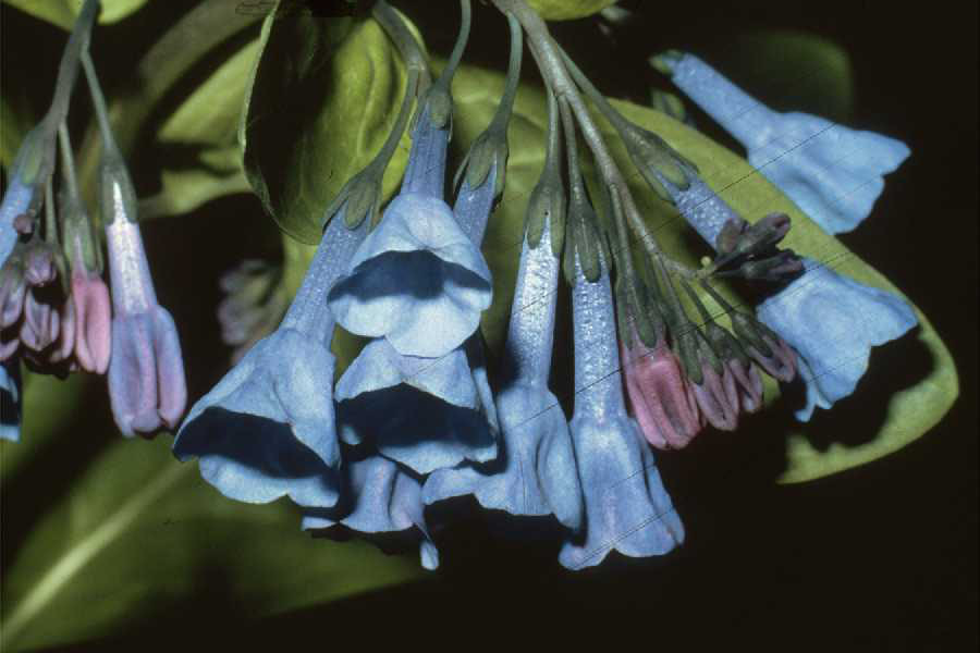 Image of Mertensia virginica (L.) Pers. ex Link