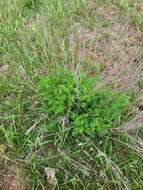 صورة Artemisia pauciflora