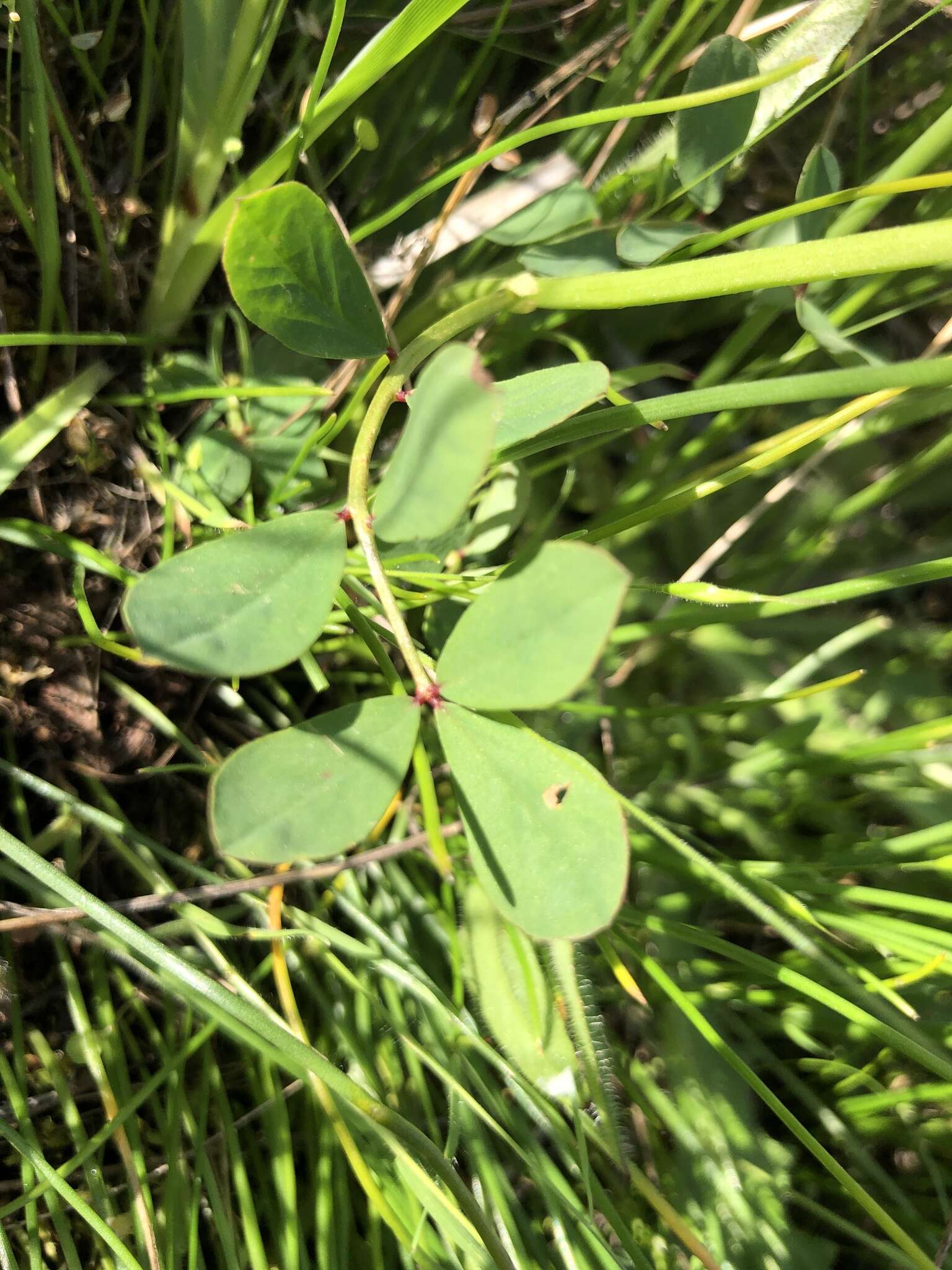 Image de Hosackia pinnata (Hook.) Abrams