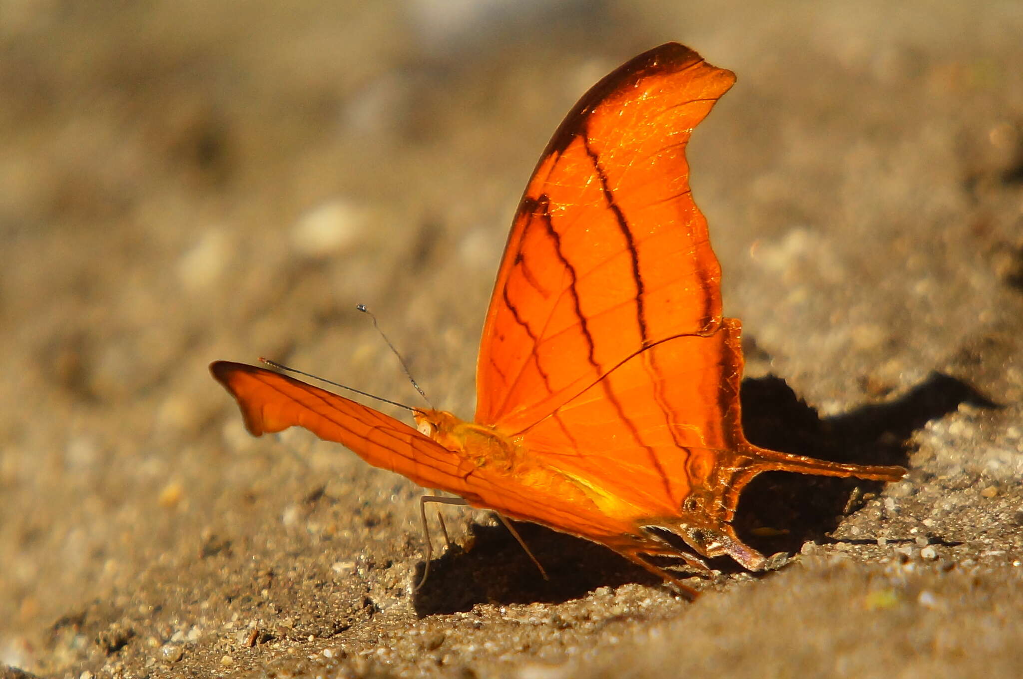 Image of Ruddy Daggerwing