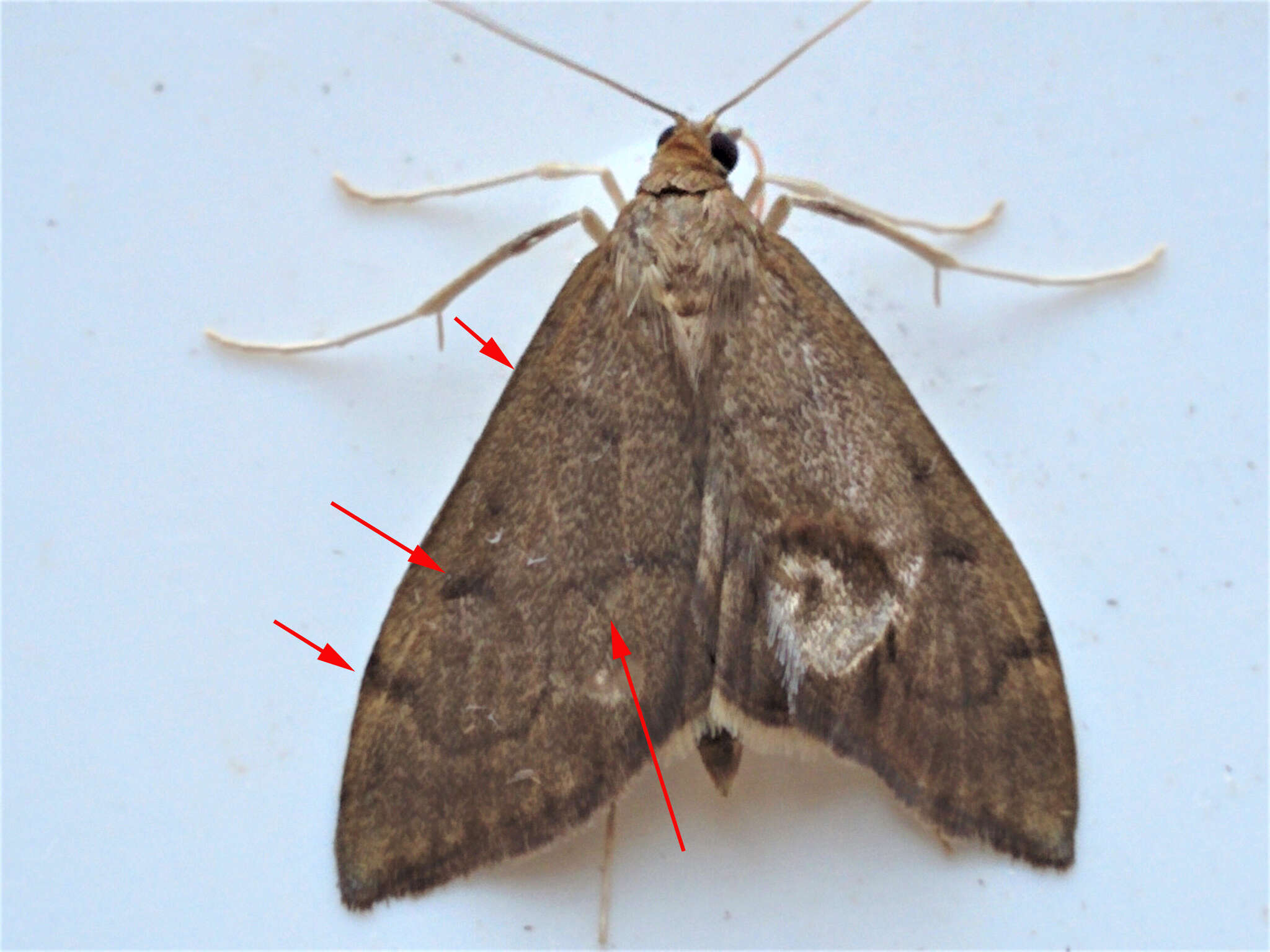 Image of <i>Anania mysippusalis</i>