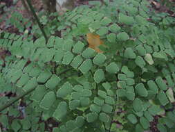 Imagem de Adiantum amplum C. Presl