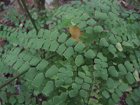 Adiantum amplum C. Presl的圖片