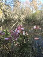 Image of mountain azalea