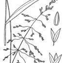 Image of milletgrass