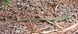 Image of New Mexico whiptail