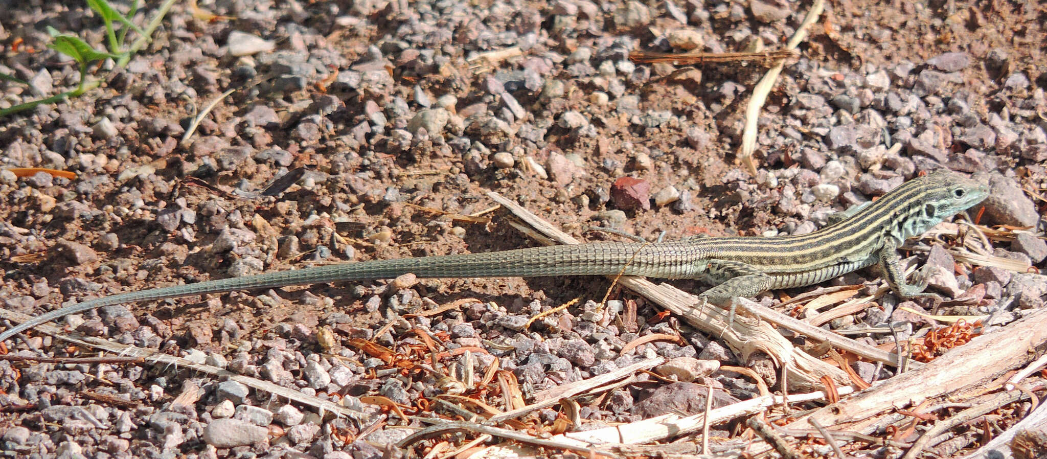 Plancia ëd Aspidoscelis neomexicanus (Lowe & Zweifel 1952)