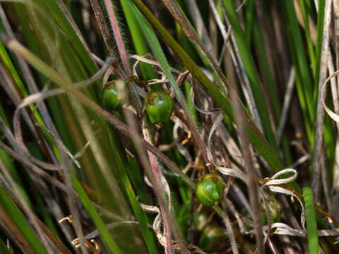 Image of Dianella brevicaulis (Ostenf.) G. W. Carr & P. F. Horsfall