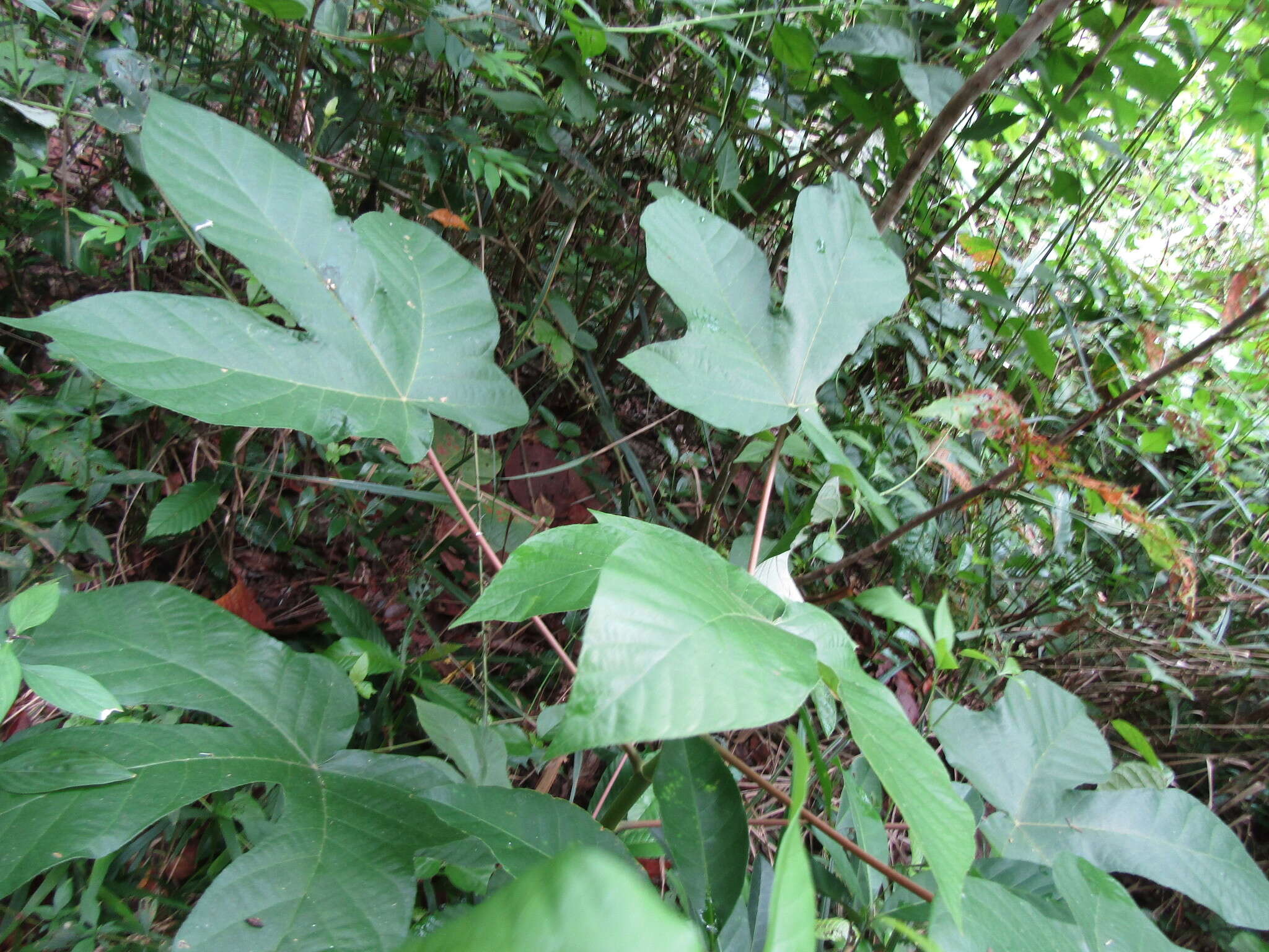 Image de Pourouma guianensis Aubl.