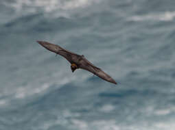 Image of Marianas Flying Fox