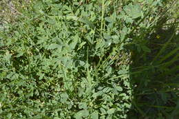 Plancia ëd Medicago platycarpa (L.) Trautv.