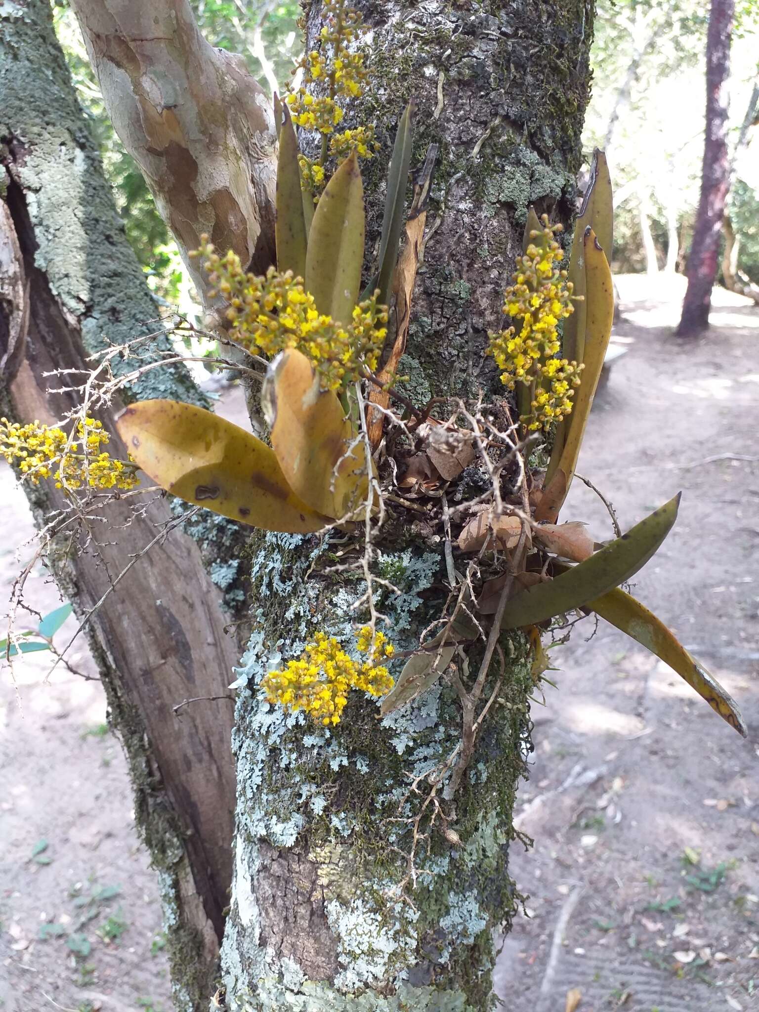 Image de Trichocentrum pumilum (Lindl.) M. W. Chase & N. H. Williams