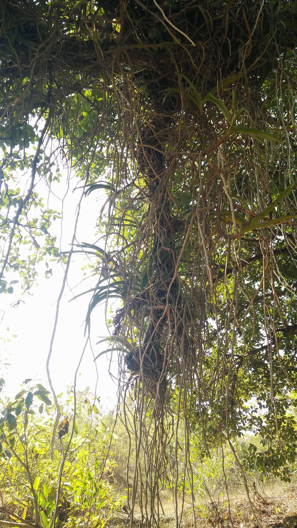 Imagem de Vanda tessellata (Roxb.) Hook. ex G. Don