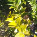 Image of Myrtus communis subsp. communis