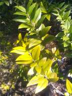 Myrtus communis subsp. communis resmi