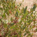Image of Acacia umbellata A. Cunn. ex Benth.