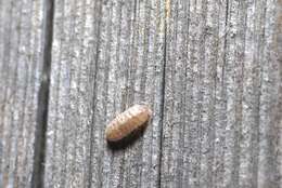 Image of Armadillidium arcangelii Strouhal 1929