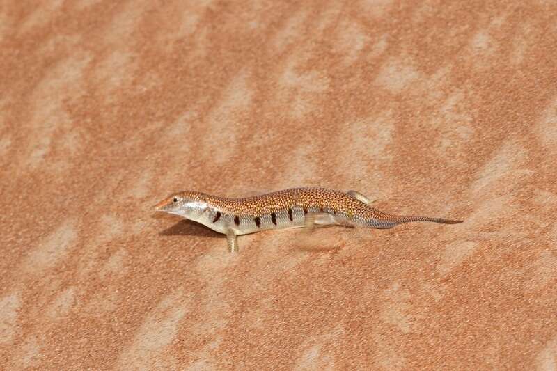 Image of Eastern Skink