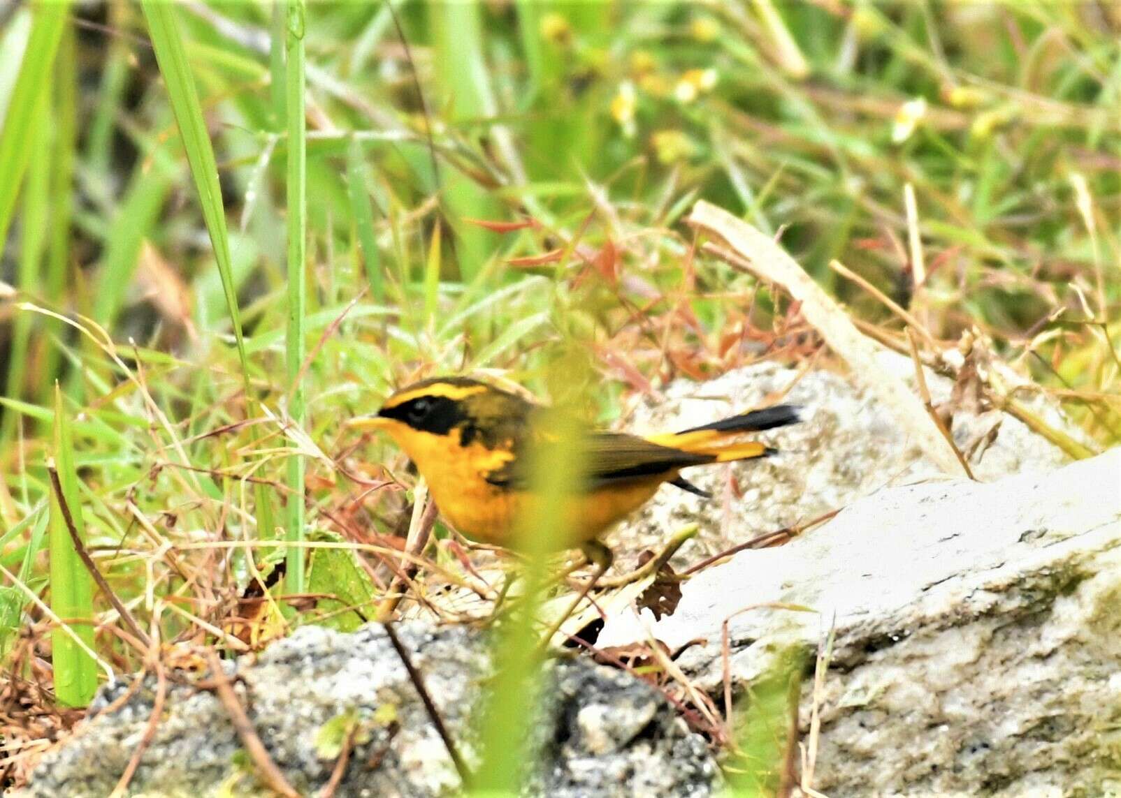 Image of Golden Bush Robin