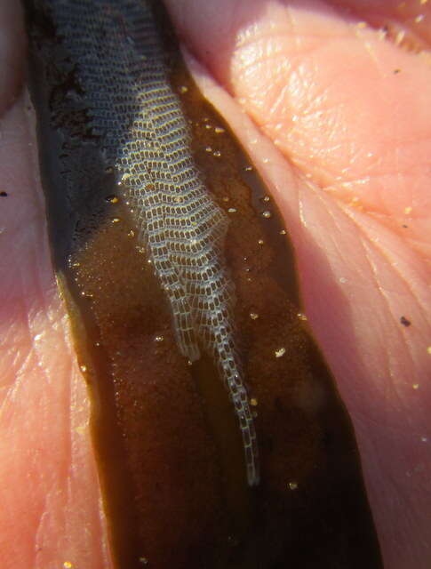 Image of Hairy bryozoan