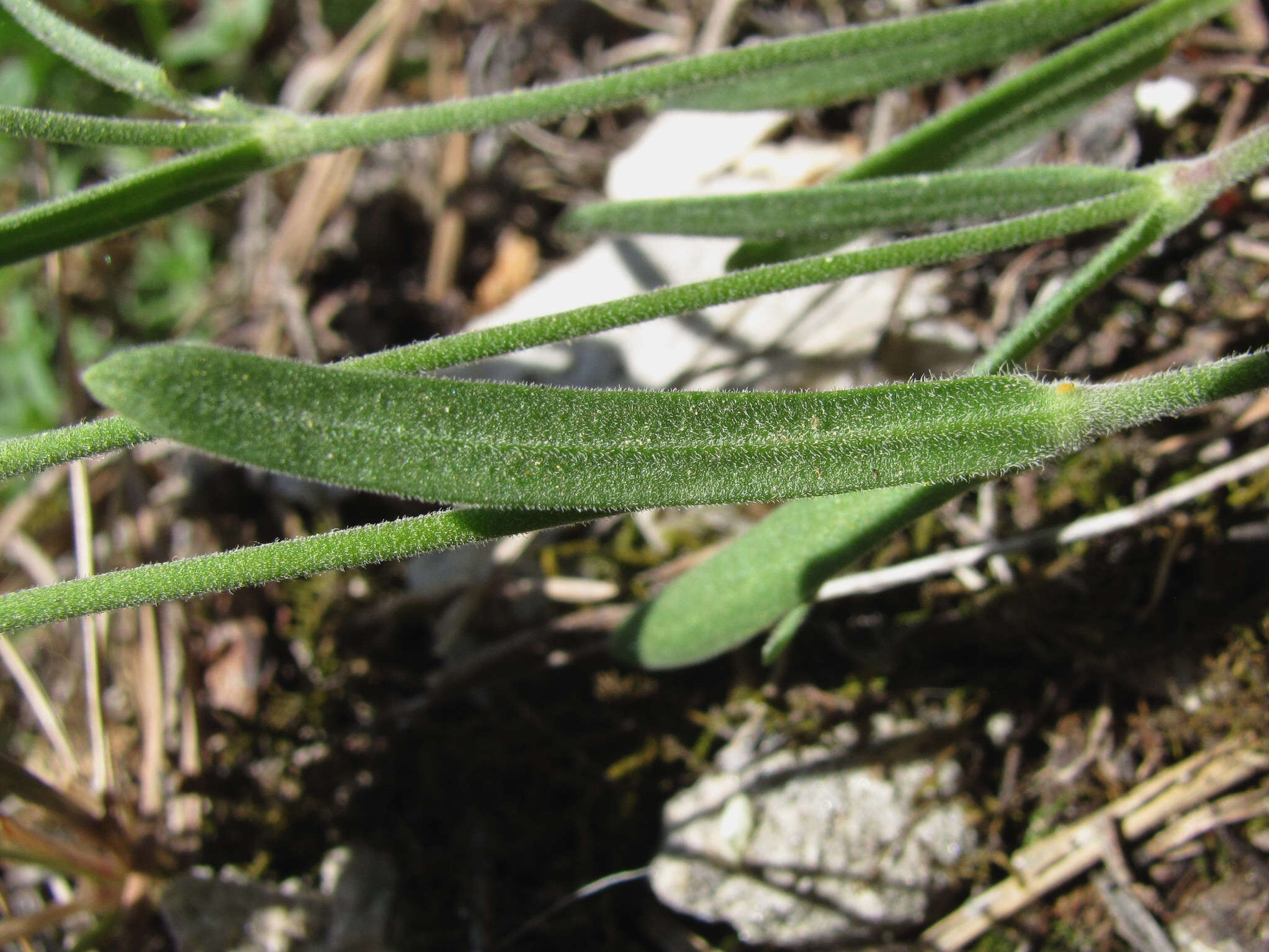 Image of Silene samojedorum (Sambuk) Oxelman