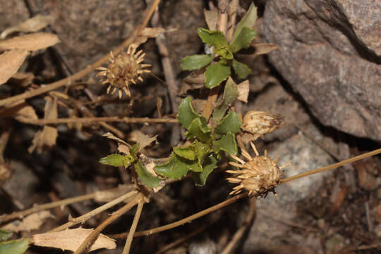 Image of Grindelia tarapacana Phil.