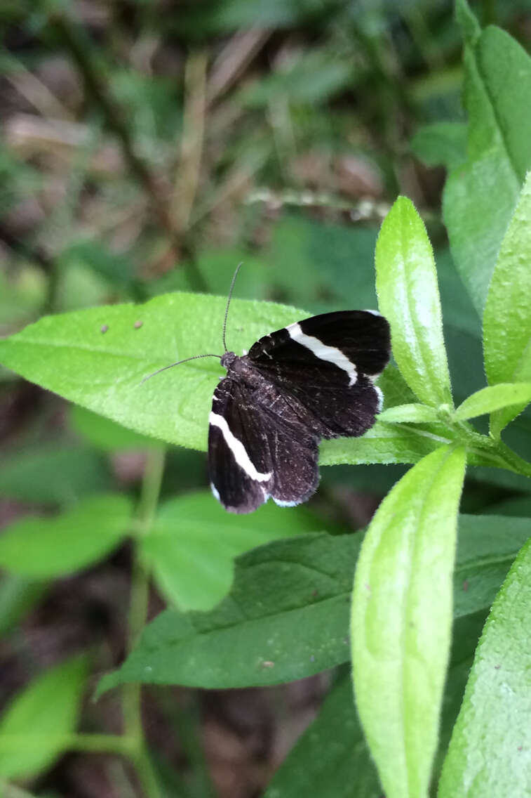 Image of White-striped Black