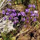 Image of Delphinium pentagynum Lam.