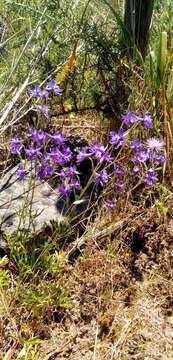 Delphinium pentagynum Lam.的圖片