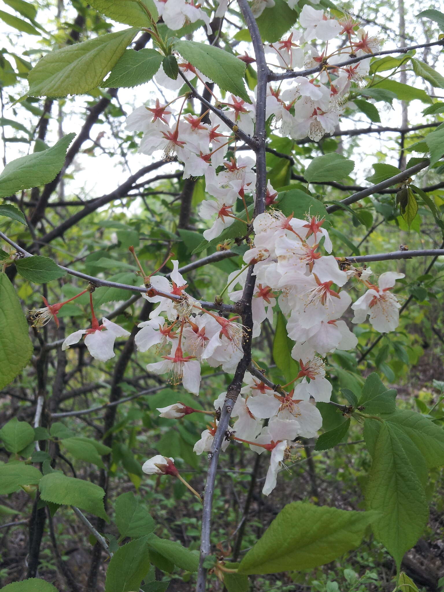 Prunus nigra Ait. resmi