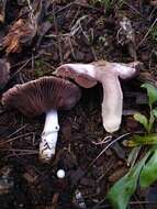 Image de Agaric de Bresadola