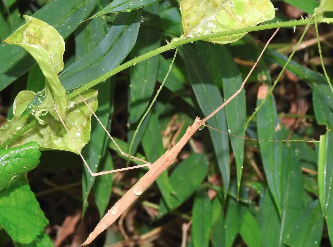 Image of Stick insect