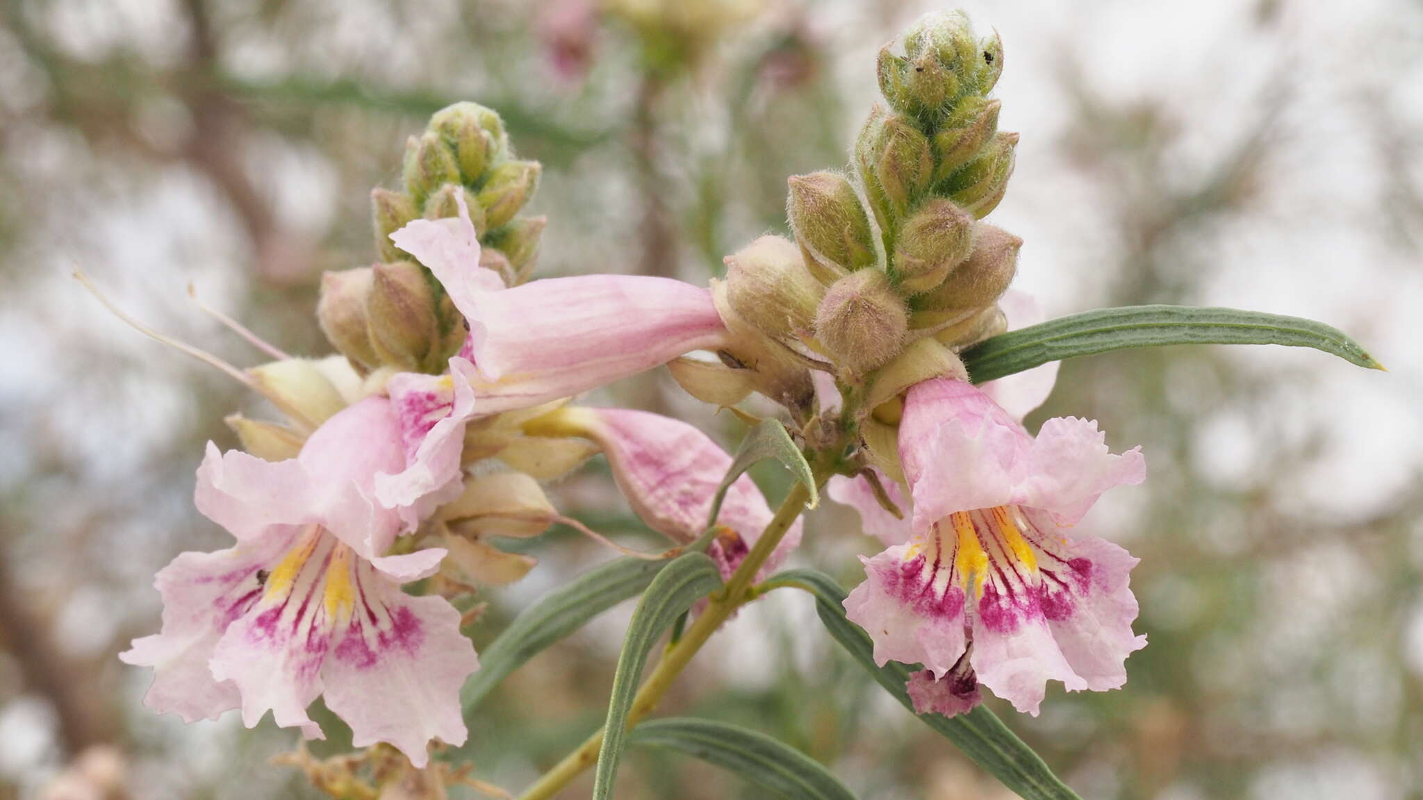 Plancia ëd Chilopsis linearis subsp. arcuata (Fosberg) J. Henrickson