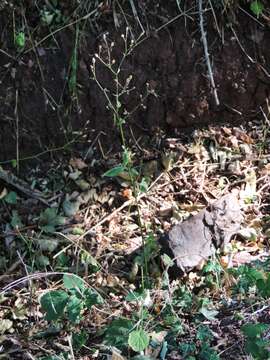 Image of Lapsana communis subsp. communis