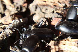 Image of Eleodes (Eleodes) dentipes Eschscholtz 1829