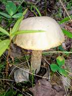 Image of Leccinum holopus (Rostk.) Watling 1960